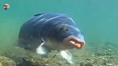 Sốc! Cận Cảnh Cá Chép Ăn Mồi Dưới Đáy Hồ Nhìn Gần Mới Biết Vì Sao Khó Câu!