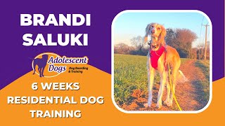 Brandi the Saluki  6 Weeks Residential Dog Training