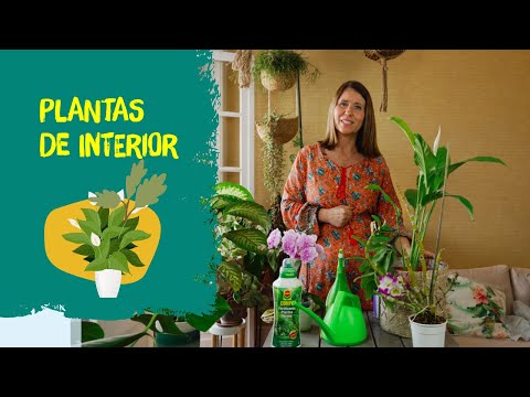Vídeo: As plantas de interior mais despretensiosas