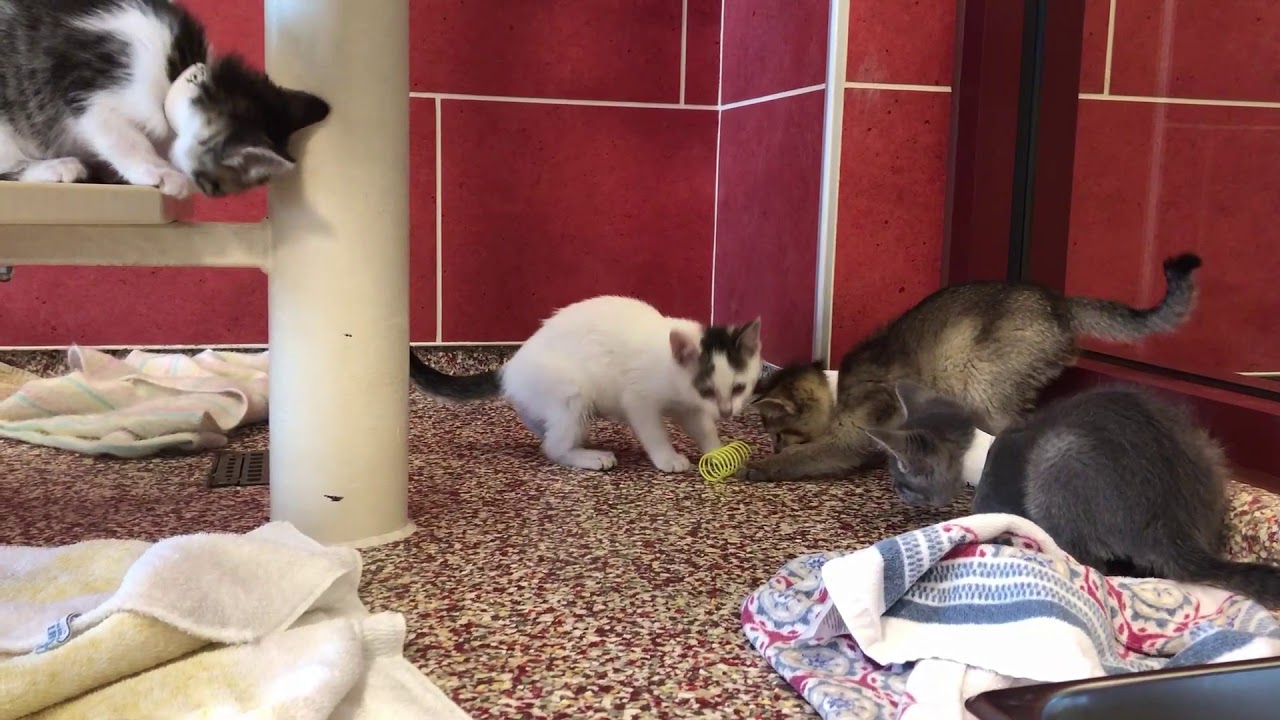 Kitten Break YouTube