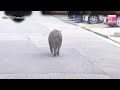 Wild boar seen in various areas of Akita in northern Japan