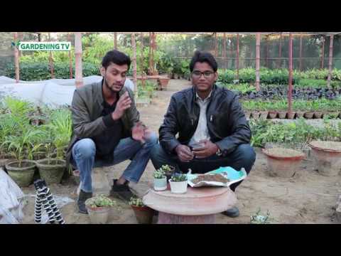 How to make fancy table succulent pot - how i make a succulent