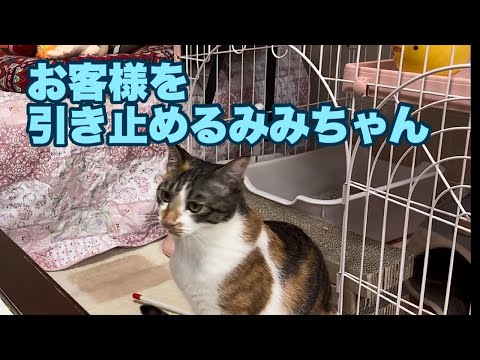 Mimi-chan tries to stop her guest from leaving 714 - YouTube