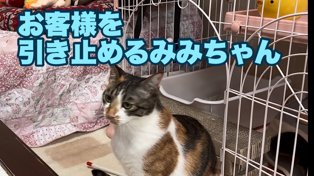 Mimi-chan tries to stop her guest from leaving 714 - YouTube