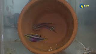 :   . . Pelvicachromis pulcher