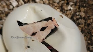 Celebrity VPI Stripe Redhead Marter Outcross x T+ Golden Eye clutch! Net Worth