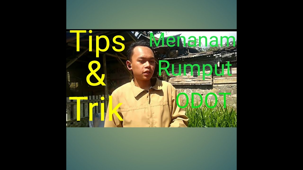 Tips Menanam Odot 