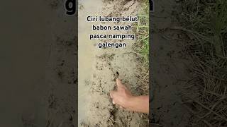 Cirilubang Belut Babon Sawah