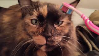 Betty Boo Getting Tooth Brushed! Meow! by CAT-astrophic! 173 views 3 months ago 38 seconds