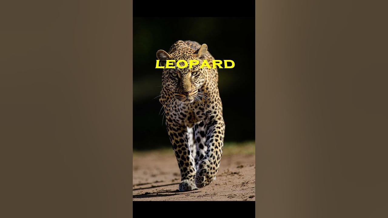The Three Most Dangerous Animals In India YouTube the-three-most-dangerous-animals-in-india-youtube
