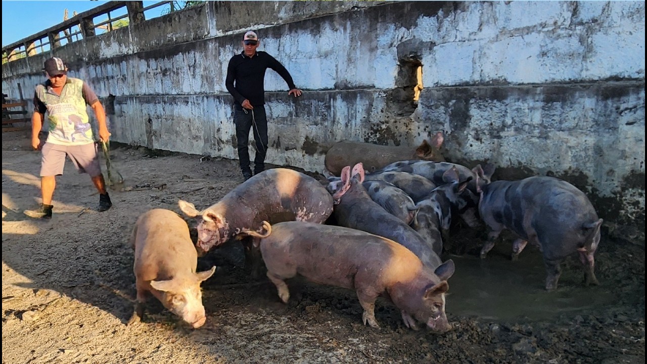 FEIRA DE SUÍNOS EM CARUARU-PE  10-03-2026 #nordeste