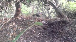 Wild Turkey Making Compost To Hatch Eggs