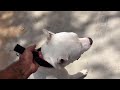 Booster DogoArgentino come to hostel for take Sam manners @dogloverprakash