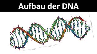 Structure of DNA [Deoxyribonucleic acid] - [Biology]