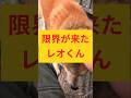 柴犬レオくん限界です❗️ #柴犬さん #柴犬 #柴犬レオ #柴犬大好き