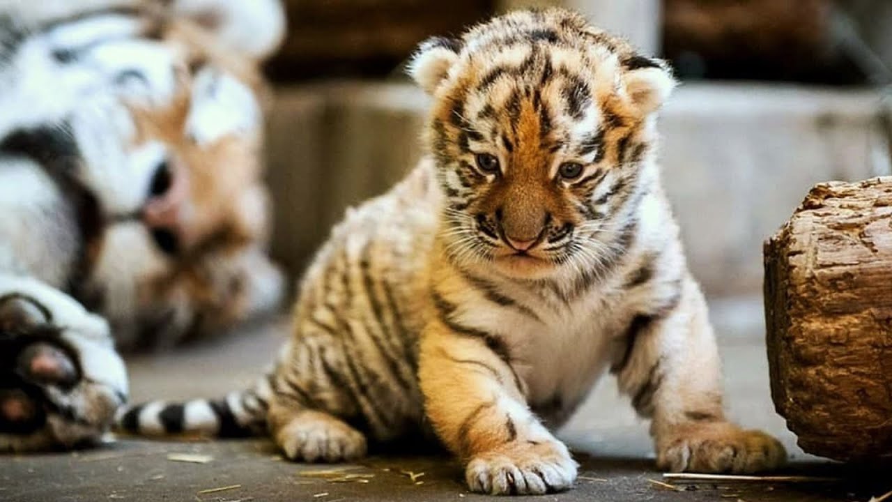 newborn baby tiger