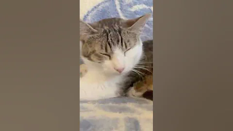 Watch the video about A humble American Wirehair, soaking up gentle pets #catlove #catpurr
