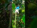 #nibu #how to grow new plant #lemontree