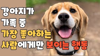 강아지가 당신을 사랑한다는 증거 6가지