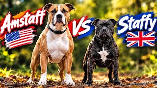 Are the Staffy 🇬🇧 and AmStaff 🇺🇸 the Same Breed?