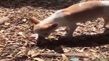 Rớt nước mắt cảm động với " tình mẫu tử thiêng liêng " của các loài động vật khác loài với nhau