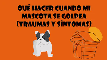 ¿Cómo se siente un perro cuando recibe un golpe?