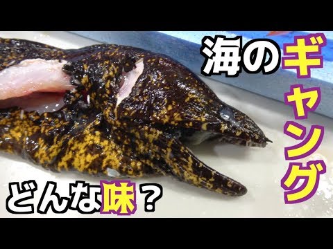 ウツボ 天敵