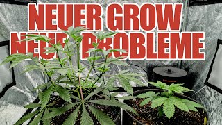 Ungewöhnliche U.S Genetik im neuen Grow