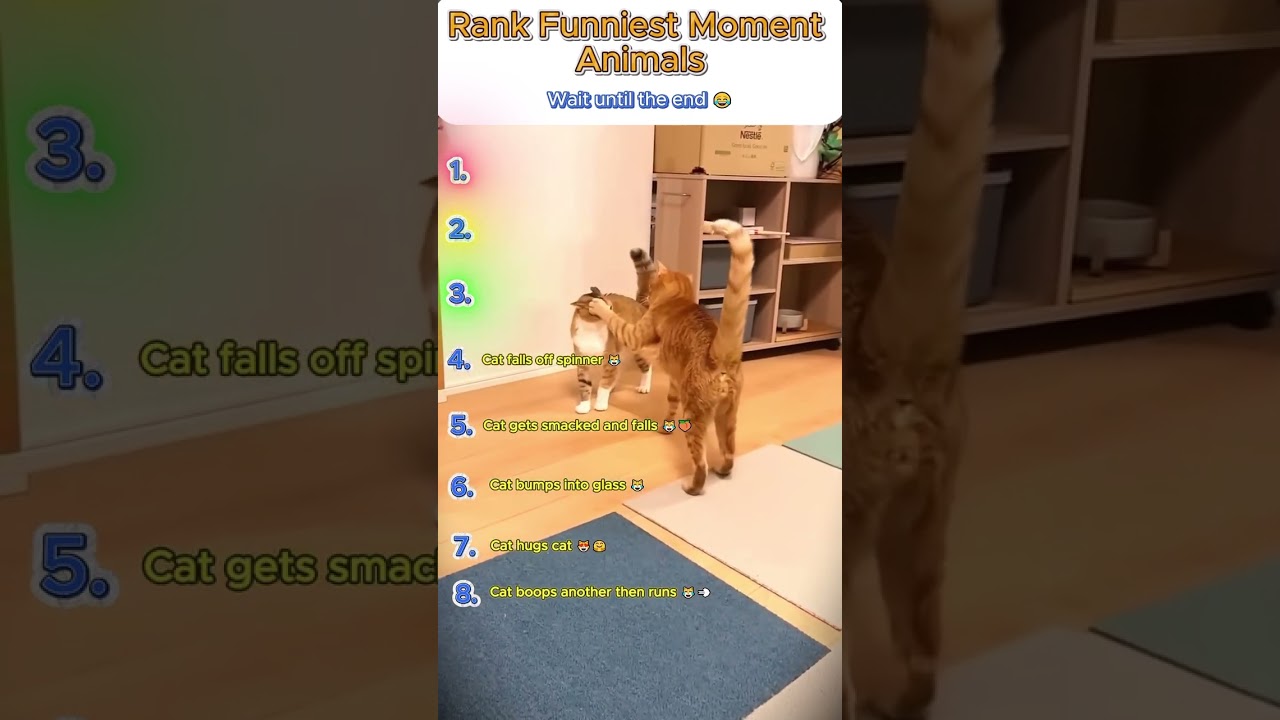 Epic Funny Cats Ranking 🐱 