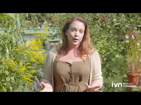 Video: Bloeiende liaan in je tuin