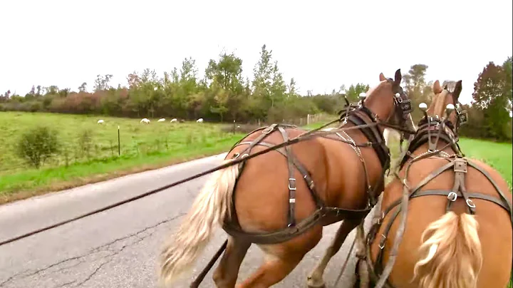 Lady Freaks out!!  Spreading Manure, Hauling Round...