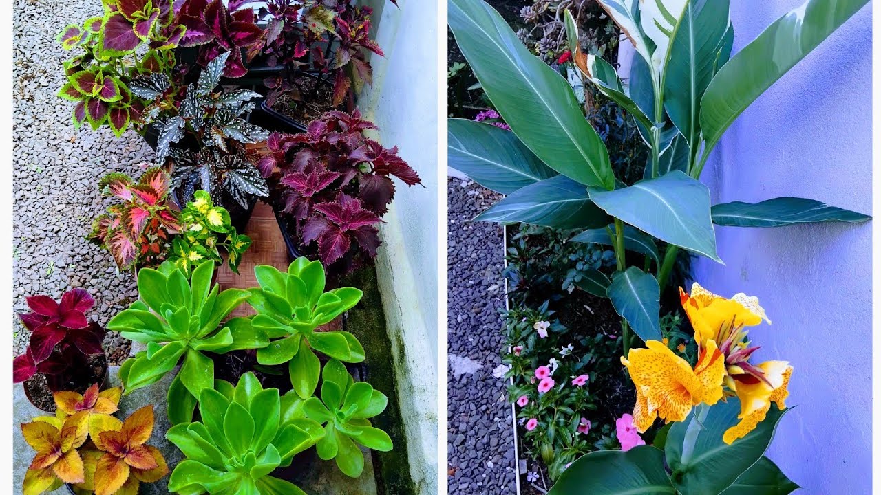 Novidades no jardim lindas plantas que ganhei.como está agora 🌼