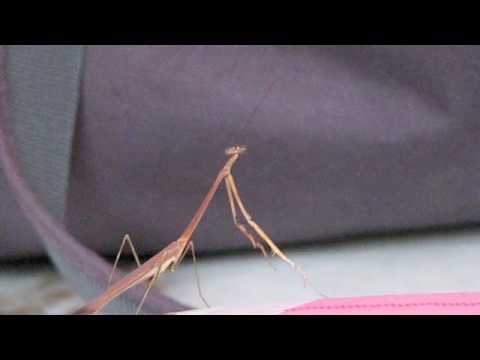 Mantis Dance 
