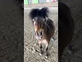 Bruno had some serious zoomies yesterday #miniaturehorse #minihorse #fyp #horse #cute