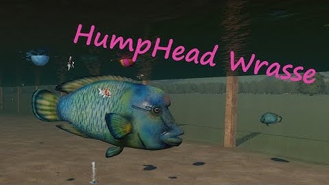 Humphead Wrasse by Leaf & Buffzoo - Planet Zoo Mod