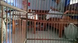 sogon gacor#melatih mental sogon muda biar cepat gacor