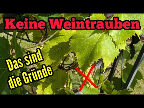 Grapevine Has No Grapes - Reasons \u0026 Causes Why Your Vine Isn't Bearing Fruit