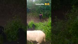 how to you koyi nayi saruar karoge🤳🥺🥰#trending #vikram #vairal#shorts