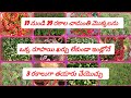 1000 చామంతి పూలను మీరు కూడా 1చెట్టుకి పూయించాలి రూపాయి ఖర్చు లేకుండా 3 విధాలుగా 20 రకాల చామంతులను