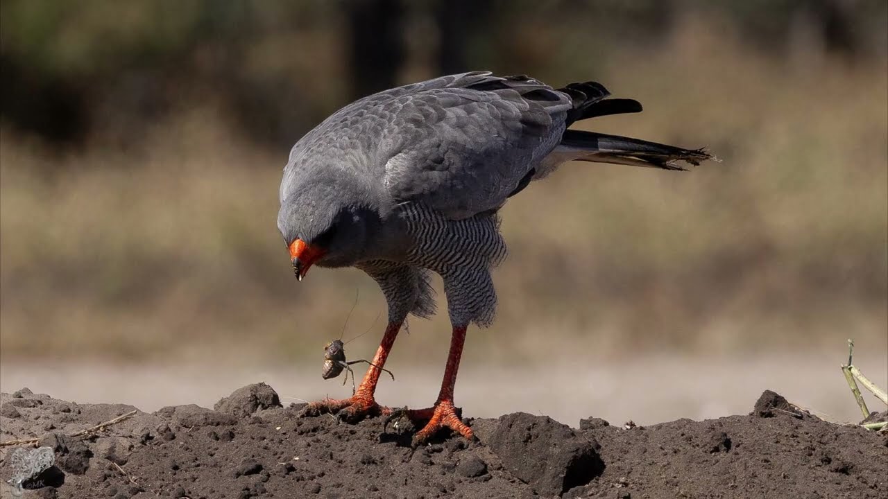 Pale Chanting Goshawk & Cricket