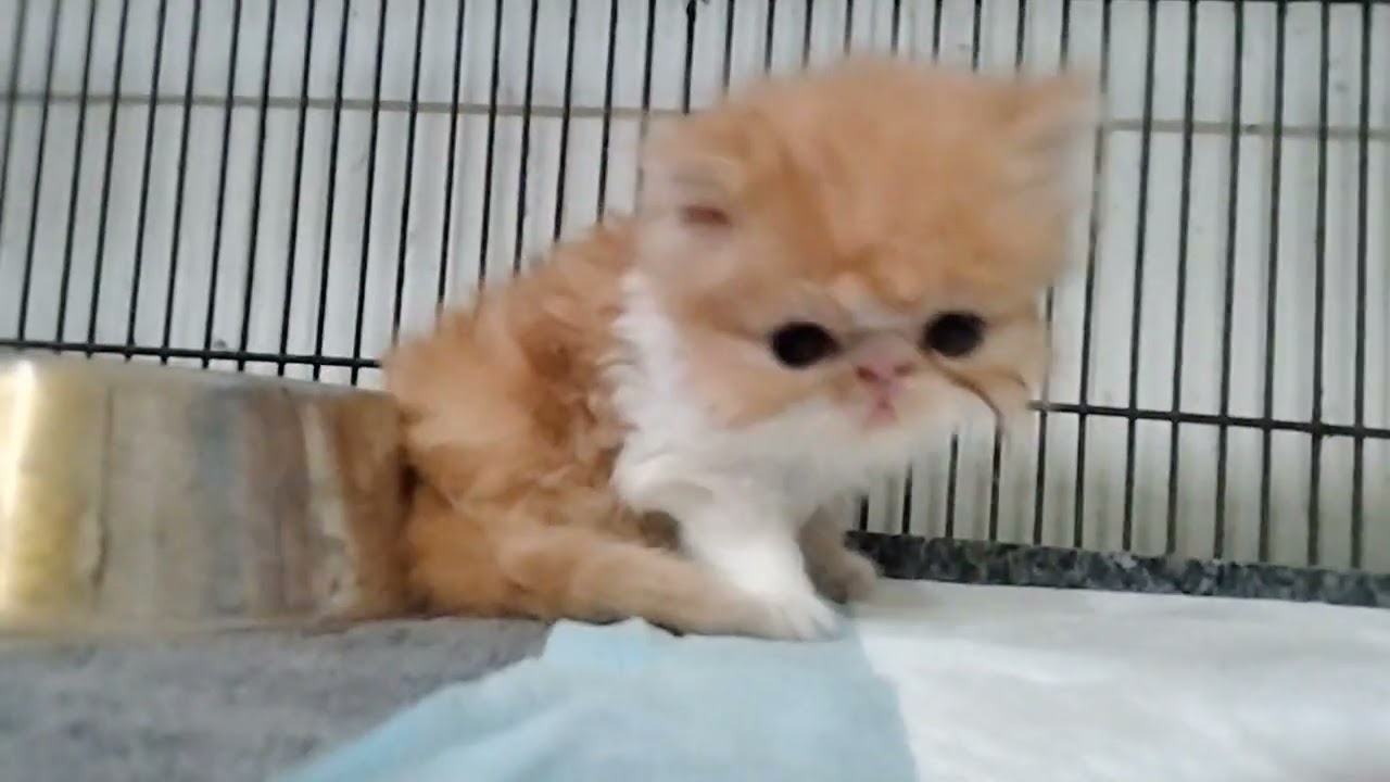 peke face kitten