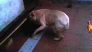 Gr Ch Scar Vs Negrura 2 Months Papamachuca X Malakita