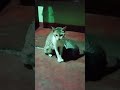 അഴുക്ക പിള്ളേർ തള്ളയേക്കൽ മോശം 😸😺 #pets