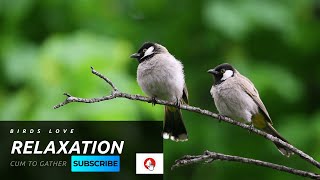 Relaxing Nature Birds Sound - Copyright free sound screenshot 3