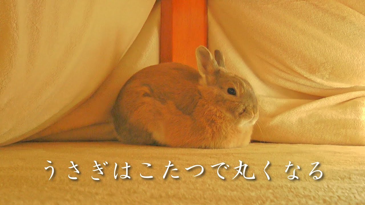 うさぎはこたつで丸くなる。 - YouTube