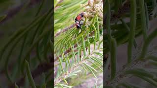 Hemiptera #science #insect