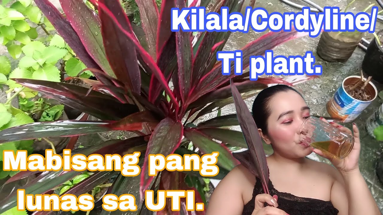 KILALA Plant /CORDYLINE/TI PLANT MABISANG PANG LUNAS SA UTI EPEKTIBONG