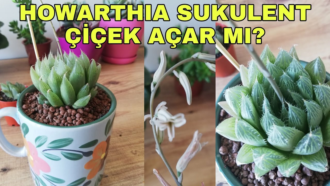 Sukulent (haworthia cooperi) bakımı nasıl yapılır?