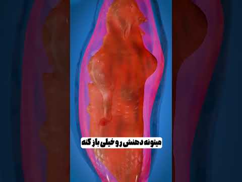 مار که عشق گاو شد