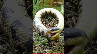 The Most Dramatic Actor In The Animal Kingdom! 🐍🎬#tinyecotales